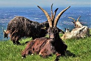 42 Capre orobiche in siesta mattutina con vista verso la pianura